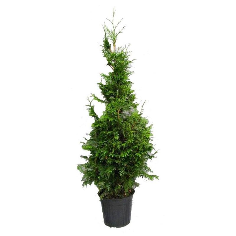 Thuja Gelderland