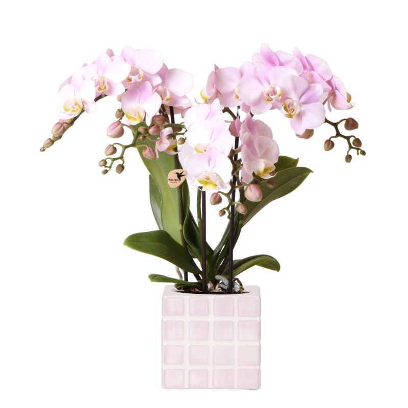 Orchidee in Sudoku roze