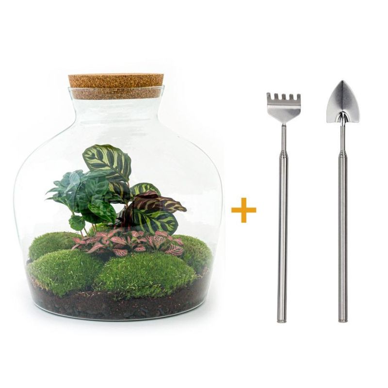 DIY Terrarium Calathea + tools