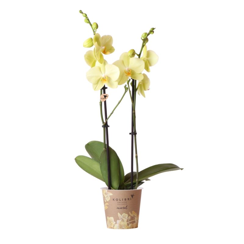 Phalaenopsis geel