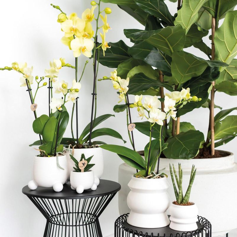 Phalaenopsis geel