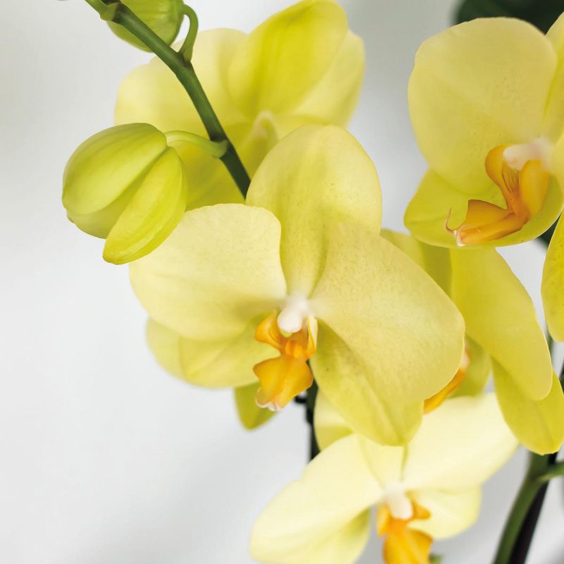 Phalaenopsis geel