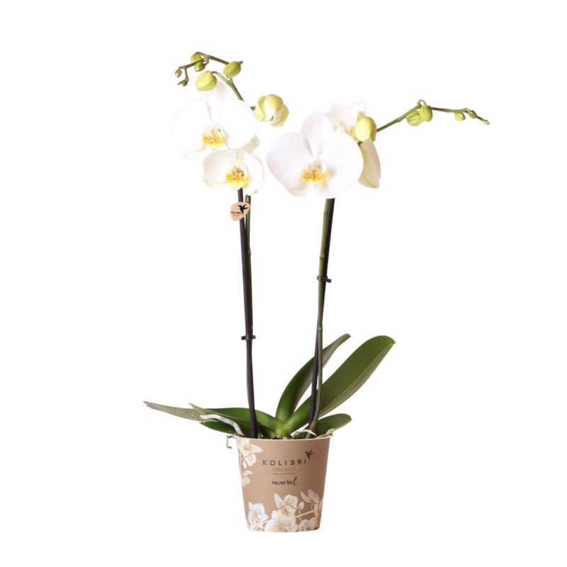 Phalaenopsis wit