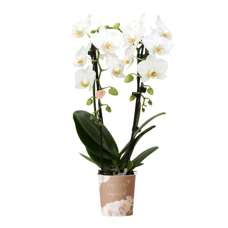 Phalaenopsis Cascade wit