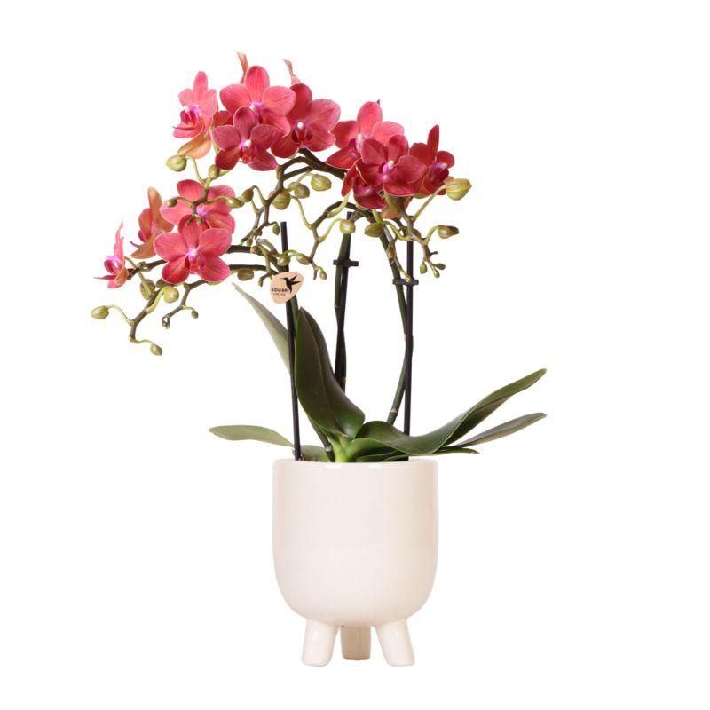 Orchidee Congo in Small Feet