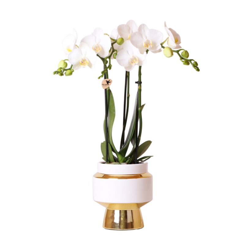 Orchidee in Luxueus goud