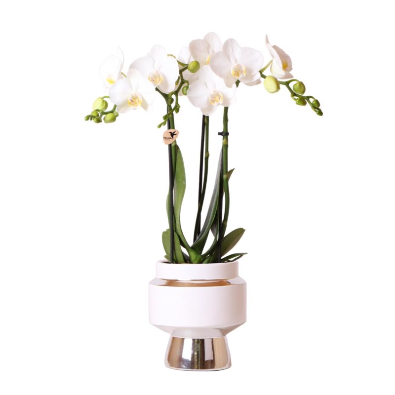 Orchidee in Luxueus zilver