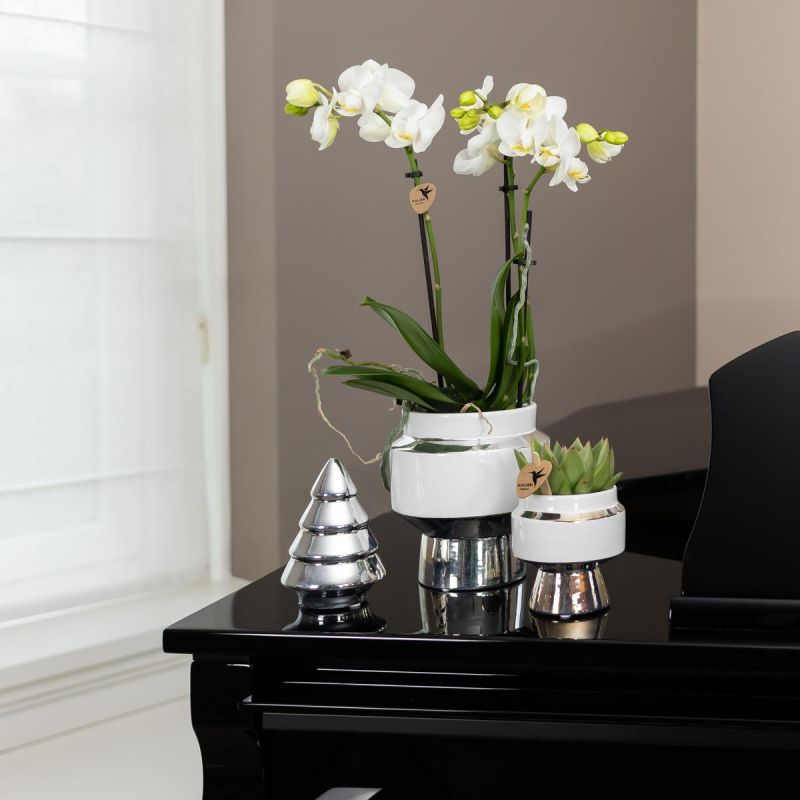 Orchidee in Luxueus zilver