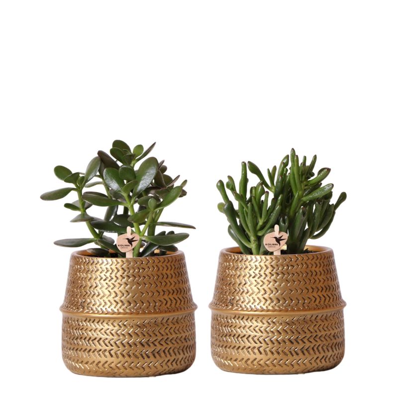 Crassula in Industrieel Duo goud