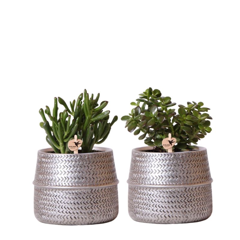 Crassula in Industrieel Duo zilver