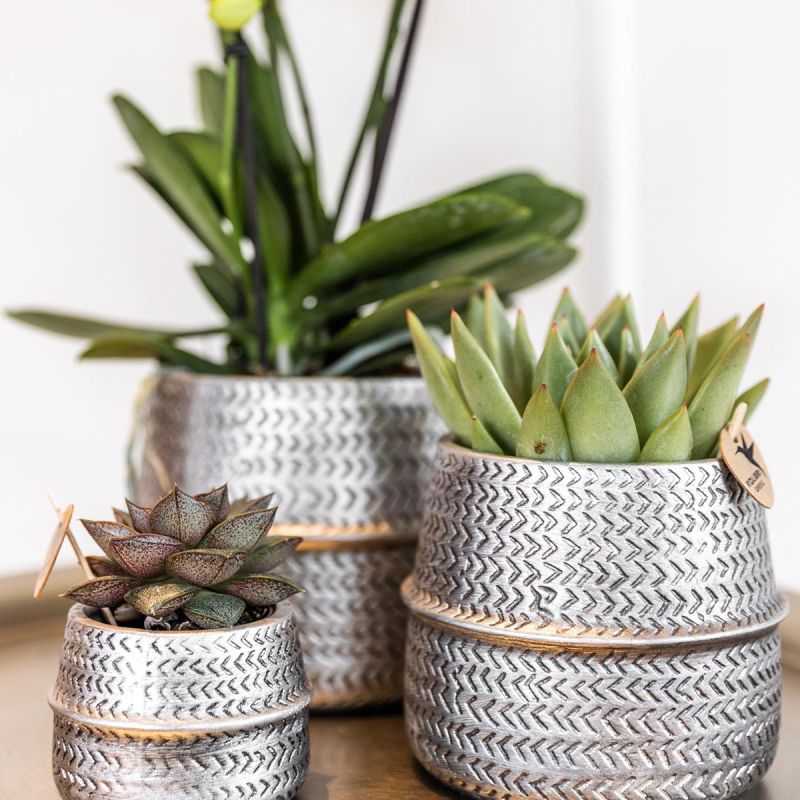 Crassula in Industrieel Duo zilver