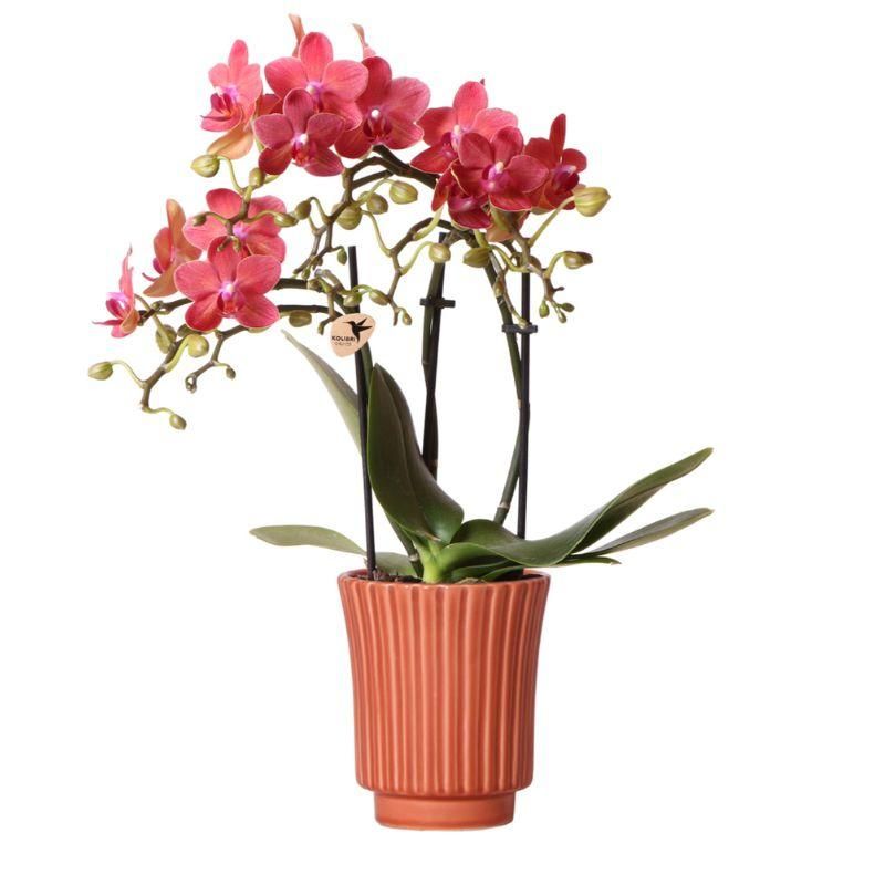 Orchidee Congo in Groove pot terracotta