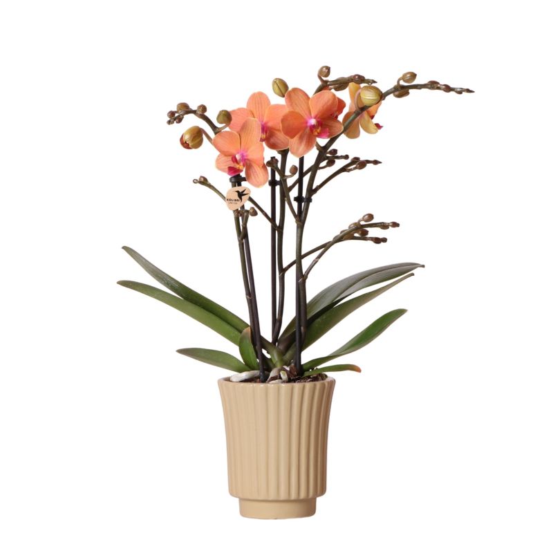 Orchidee oranje in Groove pot khaki