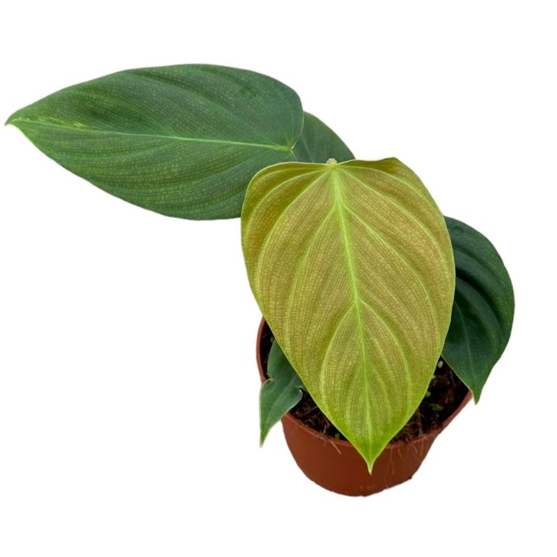 Philodendron nangaritense