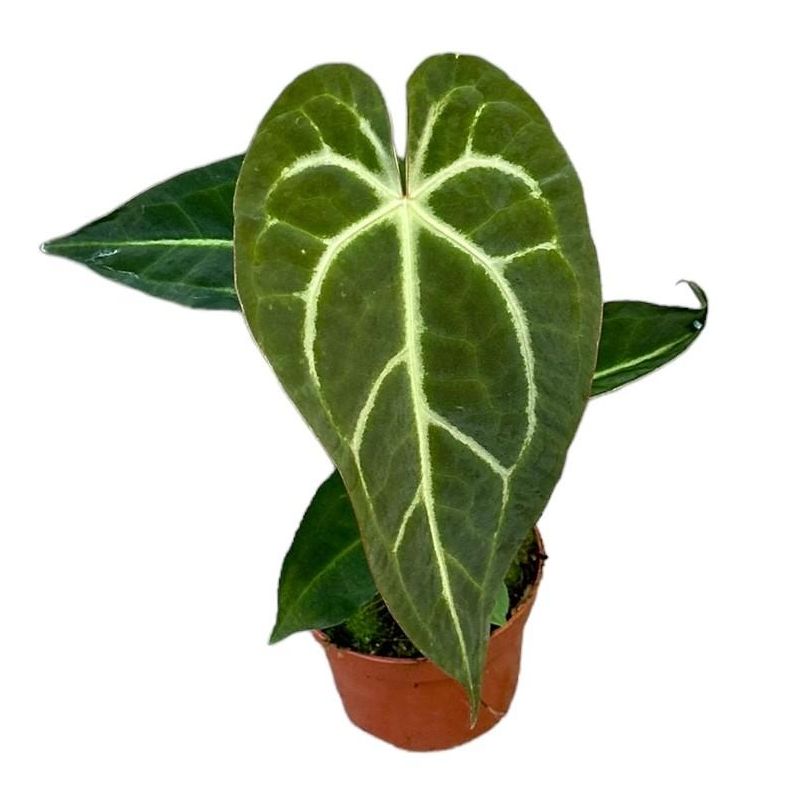 Anthurium regale x magnificum