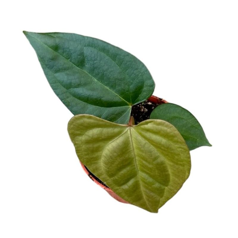 Anthurium nigrolaminum gigi x forgetii