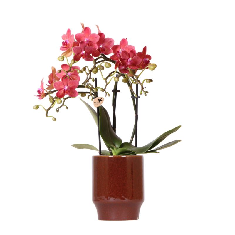 Orchidee Congo in Classy Red 