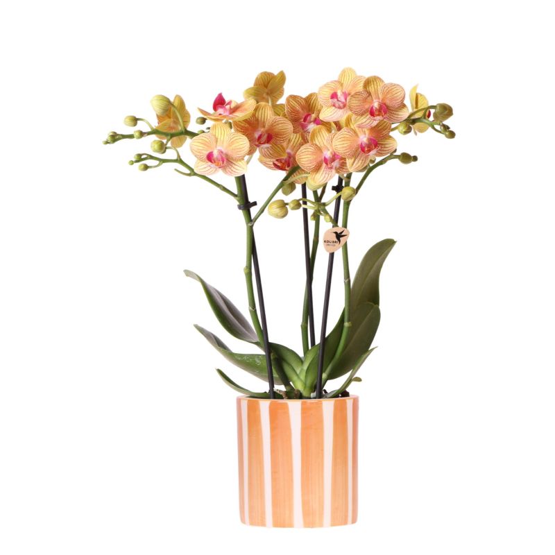 Orchidee in Painted Stripe oranje