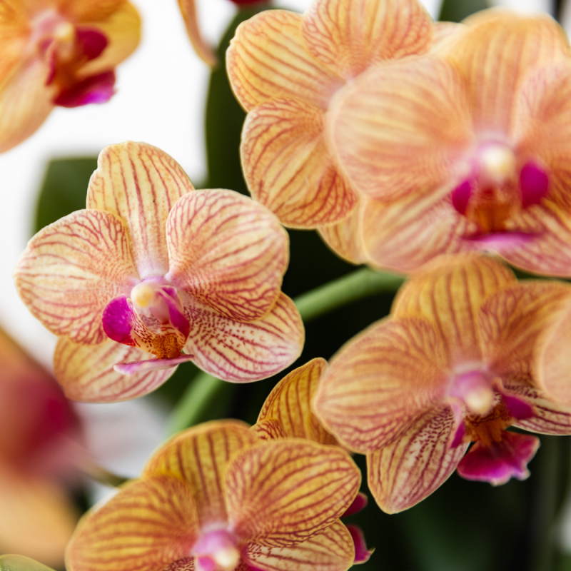 Orchidee in Painted Stripe oranje