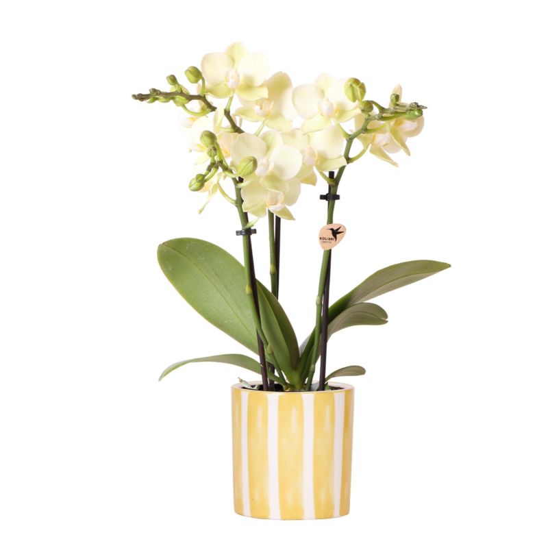 Orchidee in Painted Stripe geel