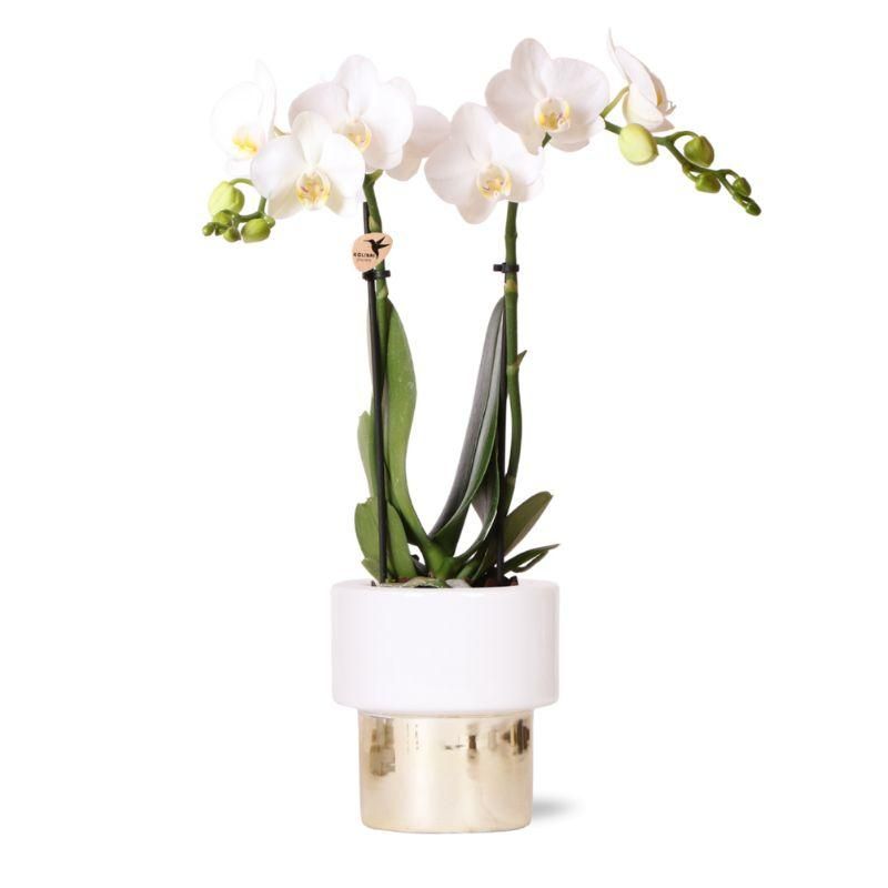 Orchidee in Lush goud