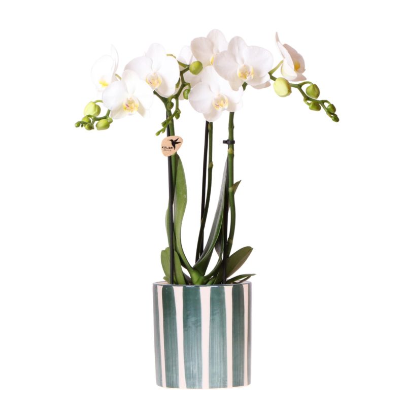 Orchidee in Painted Stripe blauw