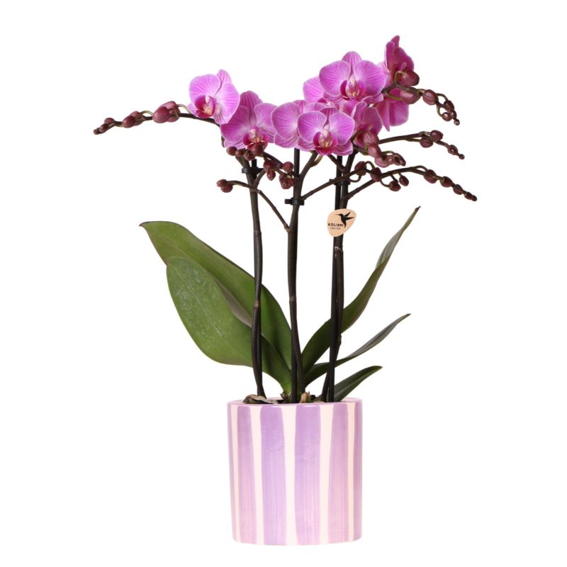 Orchidee in Painted Stripe lila