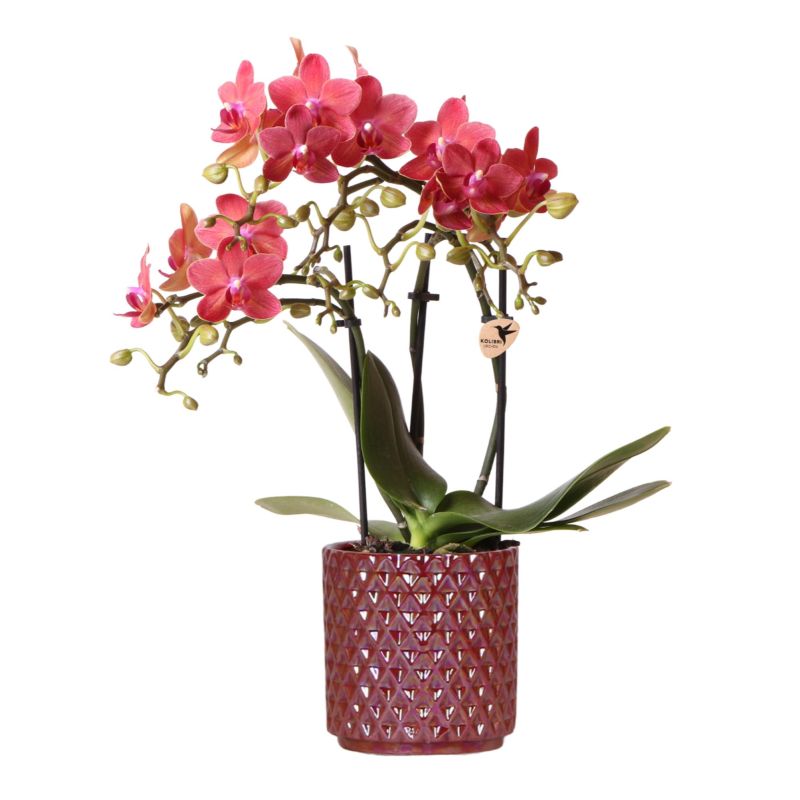 Orchidee in Diamond Pearl rood