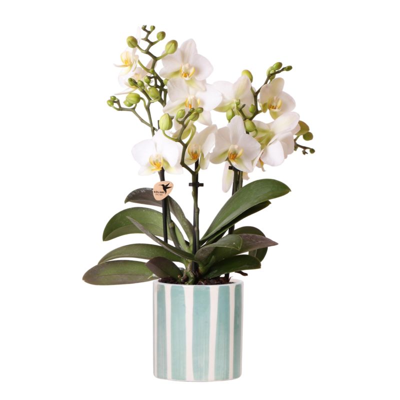 Orchidee in Painted Stripe turquoise