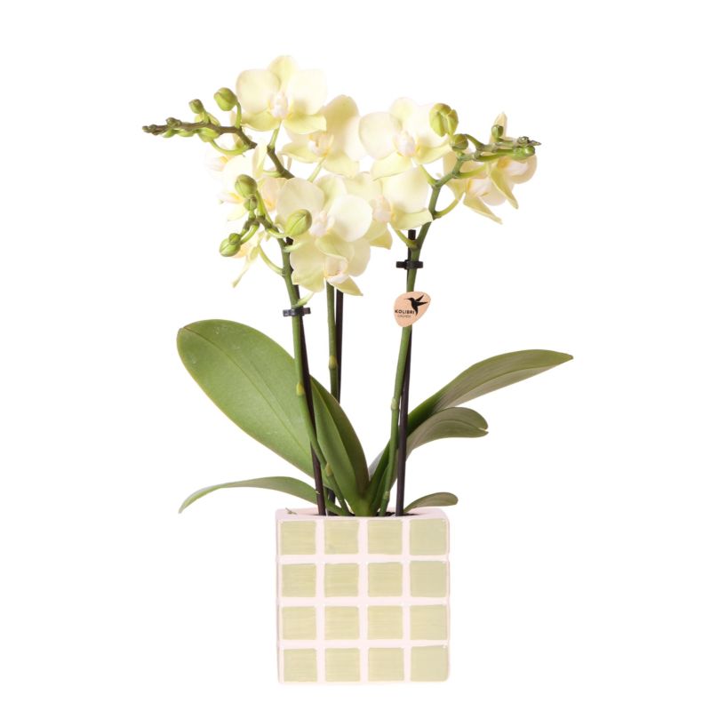 Orchidee in Sudoku groen