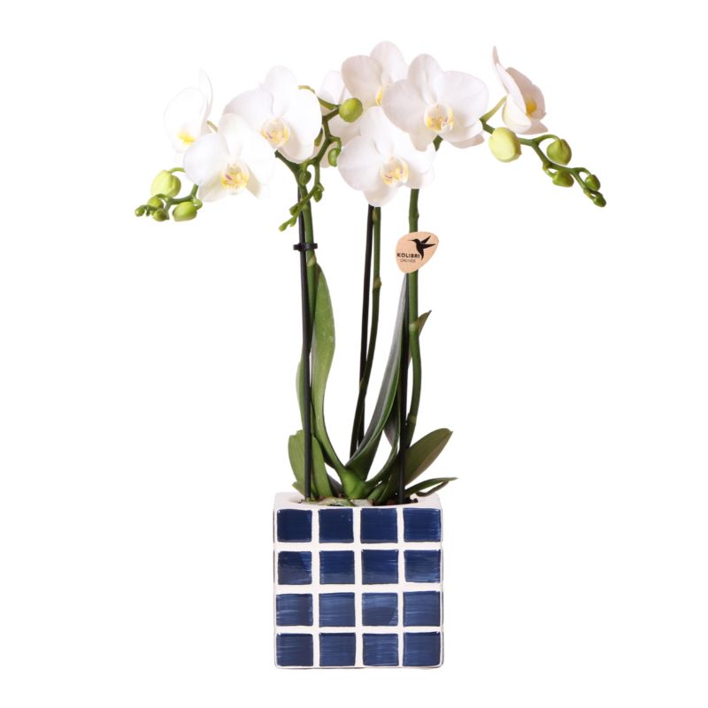 Orchidee in Sudoku blauw