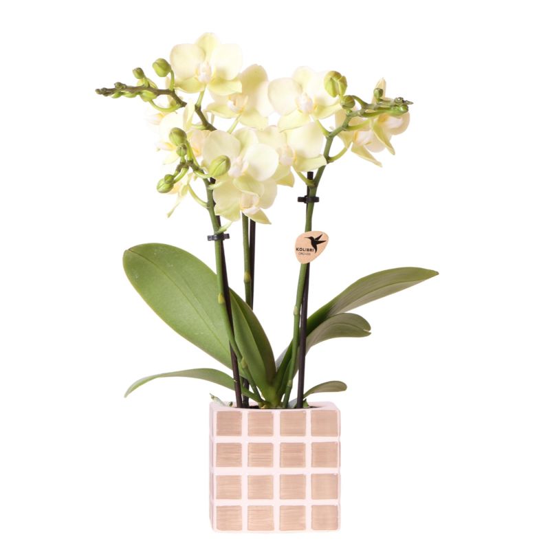 Orchidee in Sudoku beige