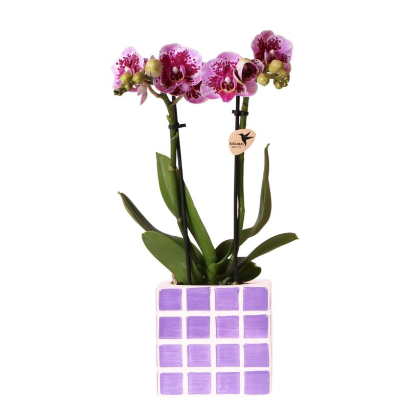 Orchidee in Sudoku paars