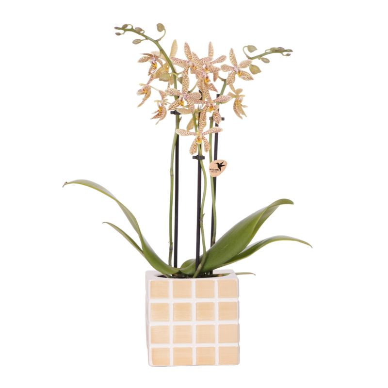 Orchidee in Sudoku geel