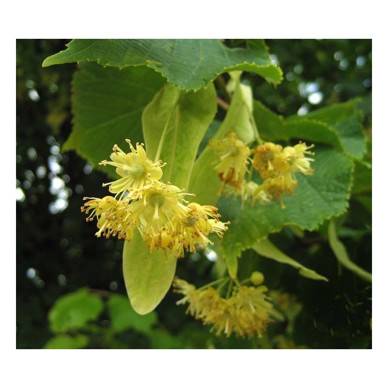 Tilia Europaea Pallida