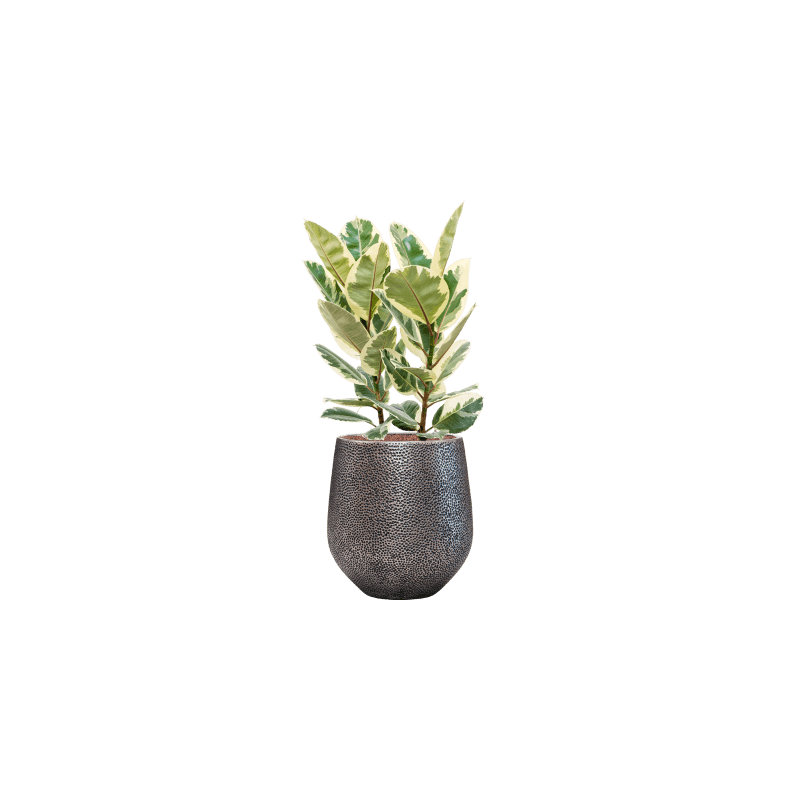 Ficus Elastica Tineke - hydrocultuur