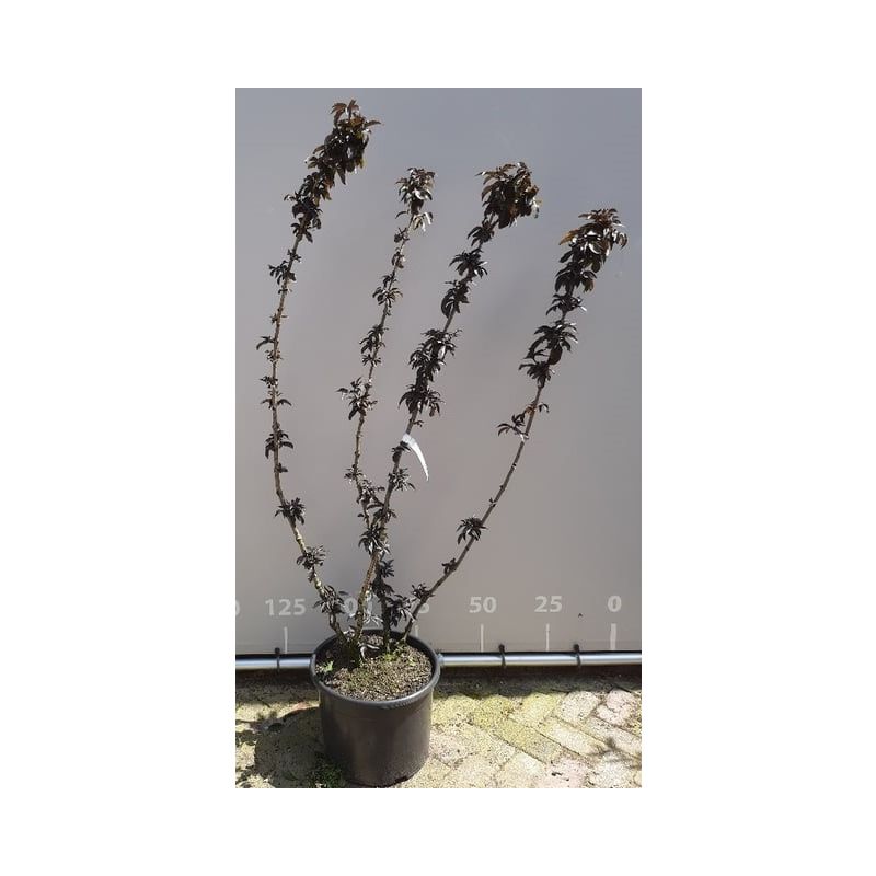 Sambucus Black Tower