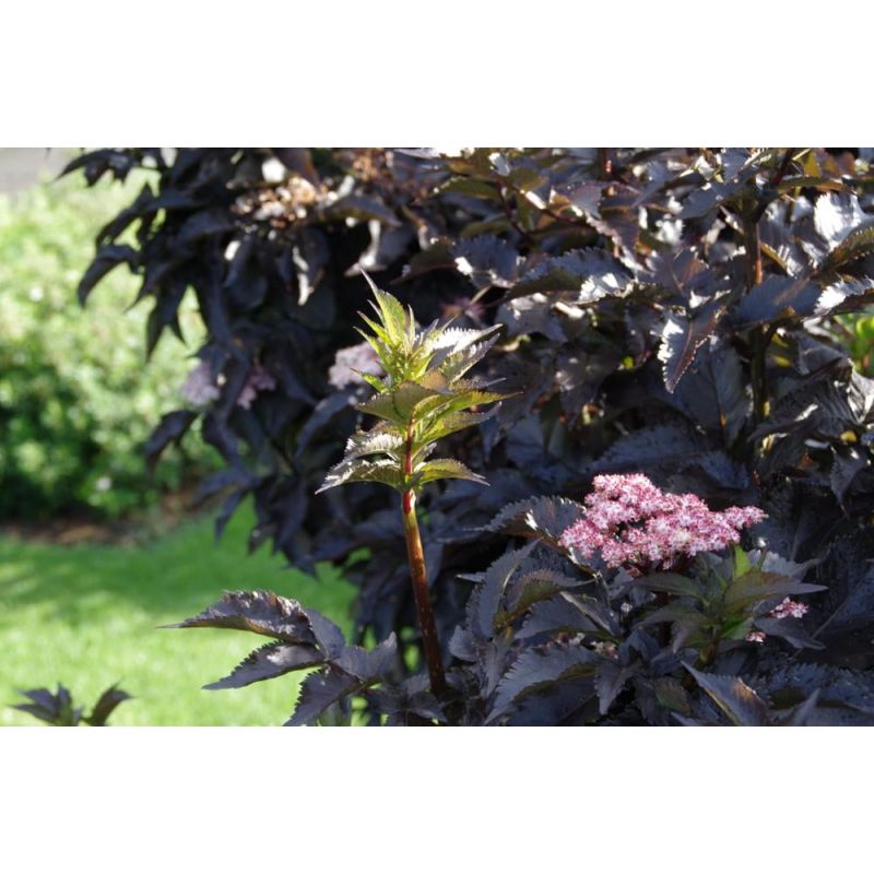 Sambucus Black Tower