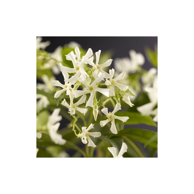 Trachelospermum jasminoides XXXL