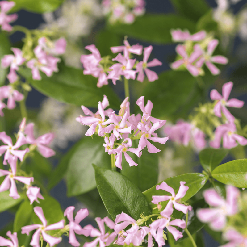 Trachelospermum Pink Air