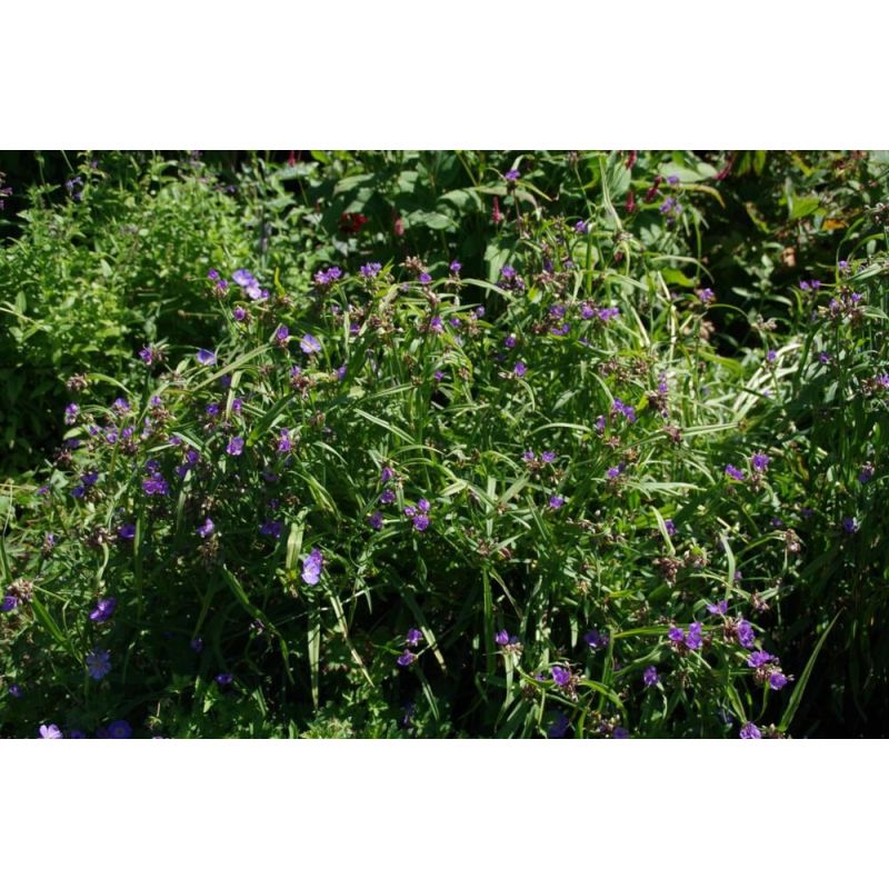 Tradescantia Zwanenburg Blue - 6 stuks