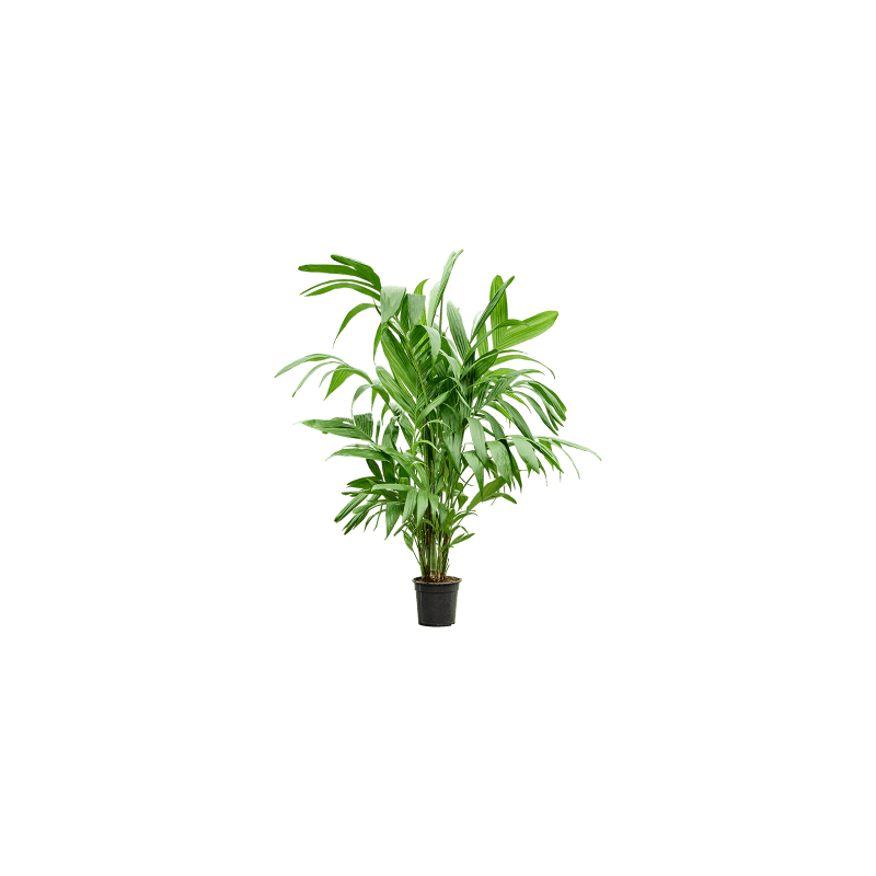 Areca triandra