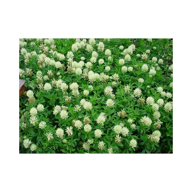 Trifolium ochroleucon - 6 stuks