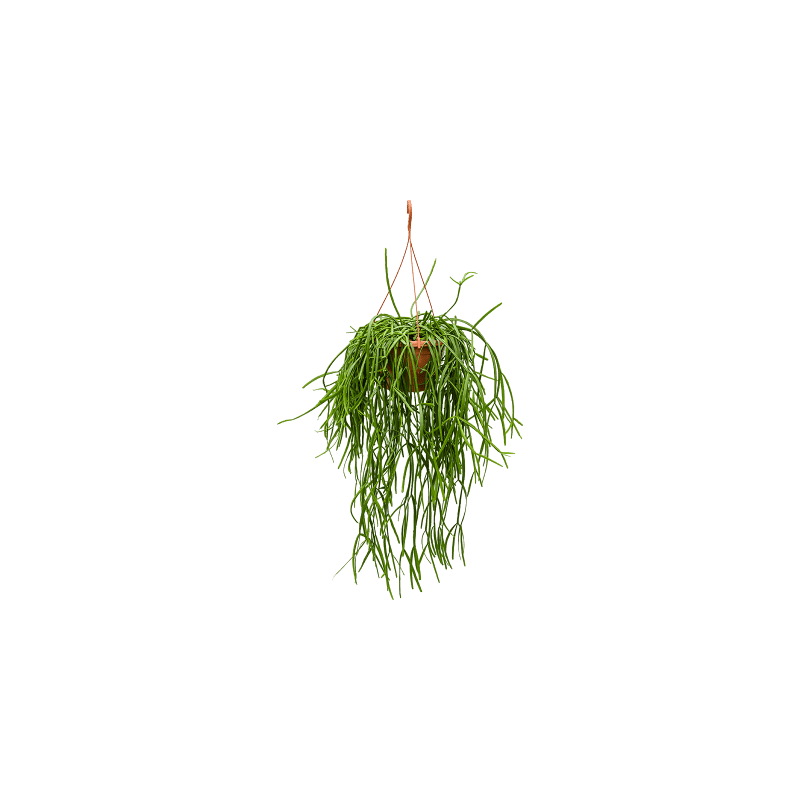 Rhipsalis trigona 