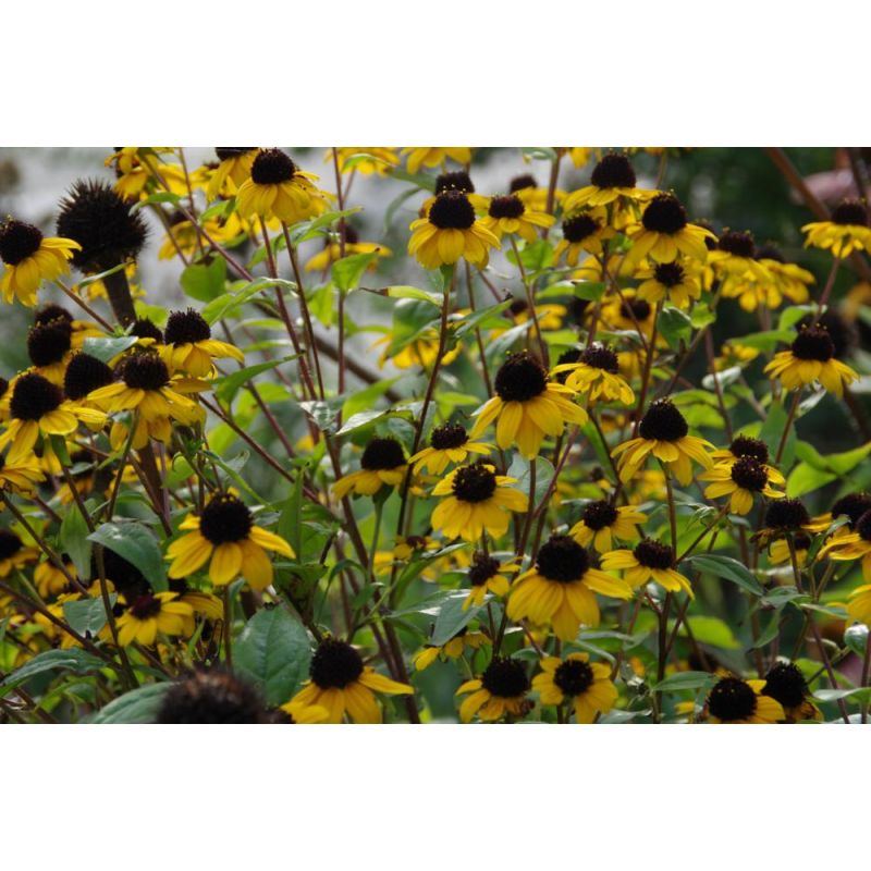 Rudbeckia triloba - 6 stuks