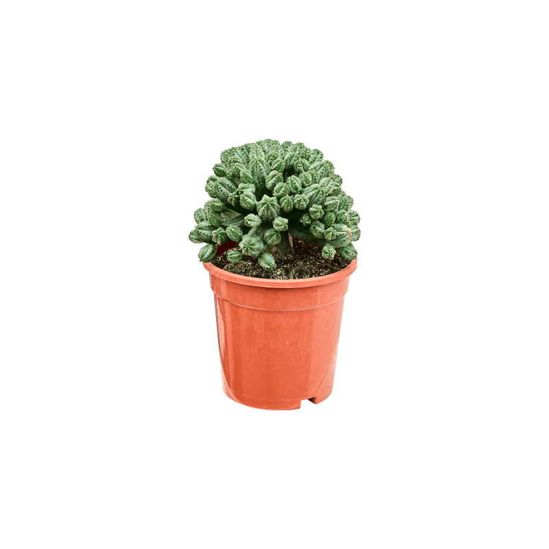 Euphorbia tubiglans