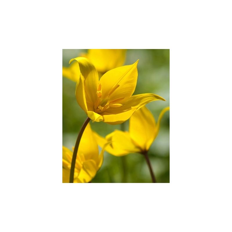 Tulipa Sylvestris