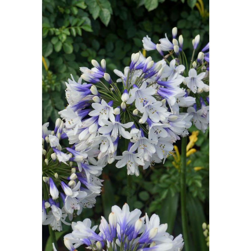 Agapanthus Twister - 6 stuks