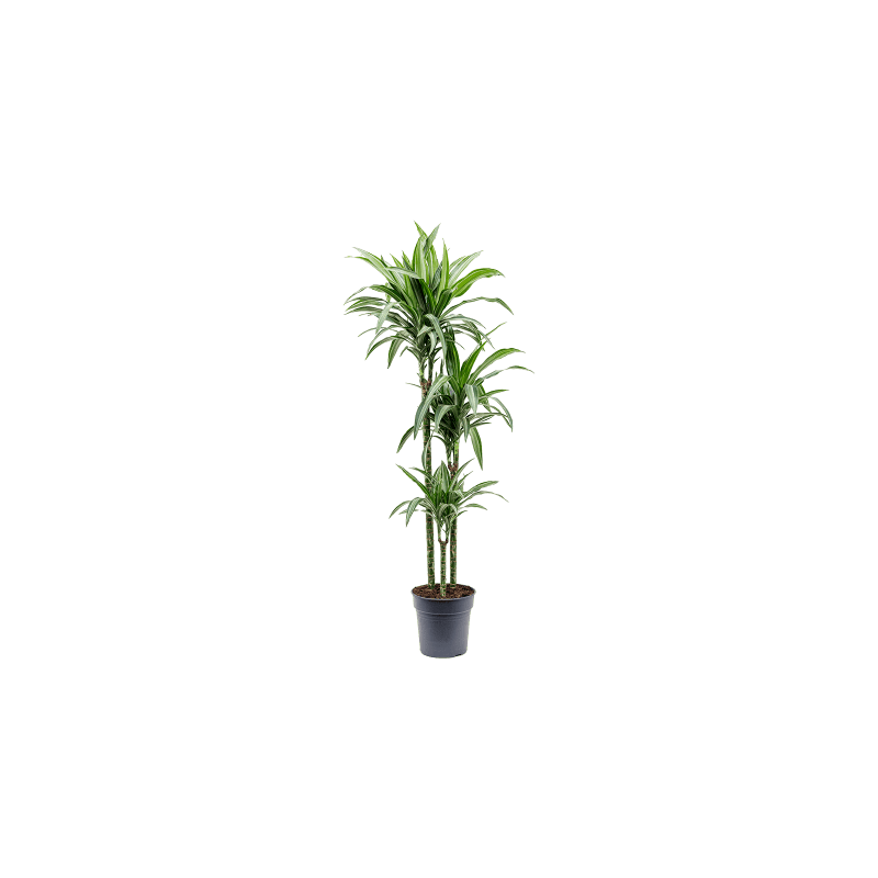 Dracaena Ulises 3-stam