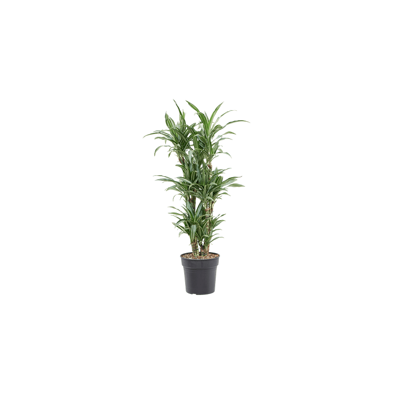 Dracaena Ulises vertakt 